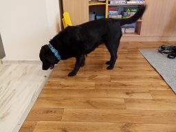 2025-11-19 Pan Konrad i jego pies